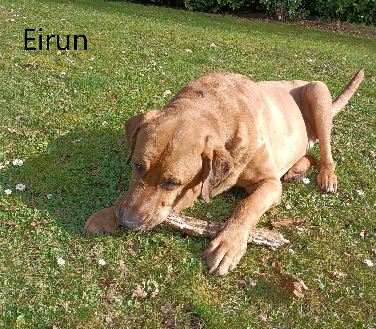 Eirun
