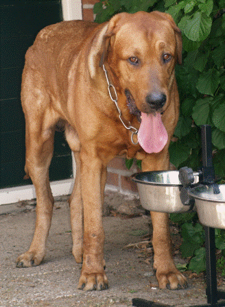 Oscar