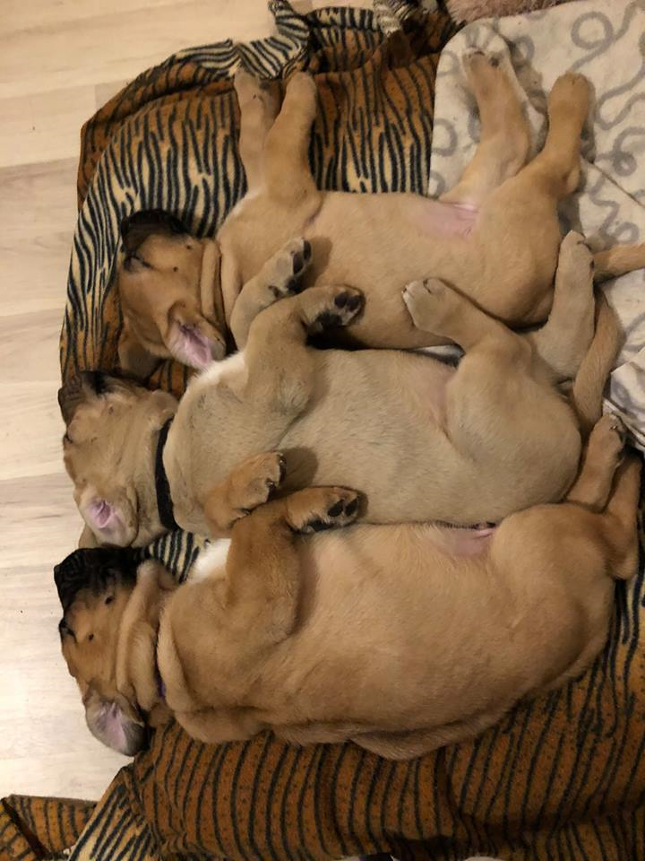 Pups