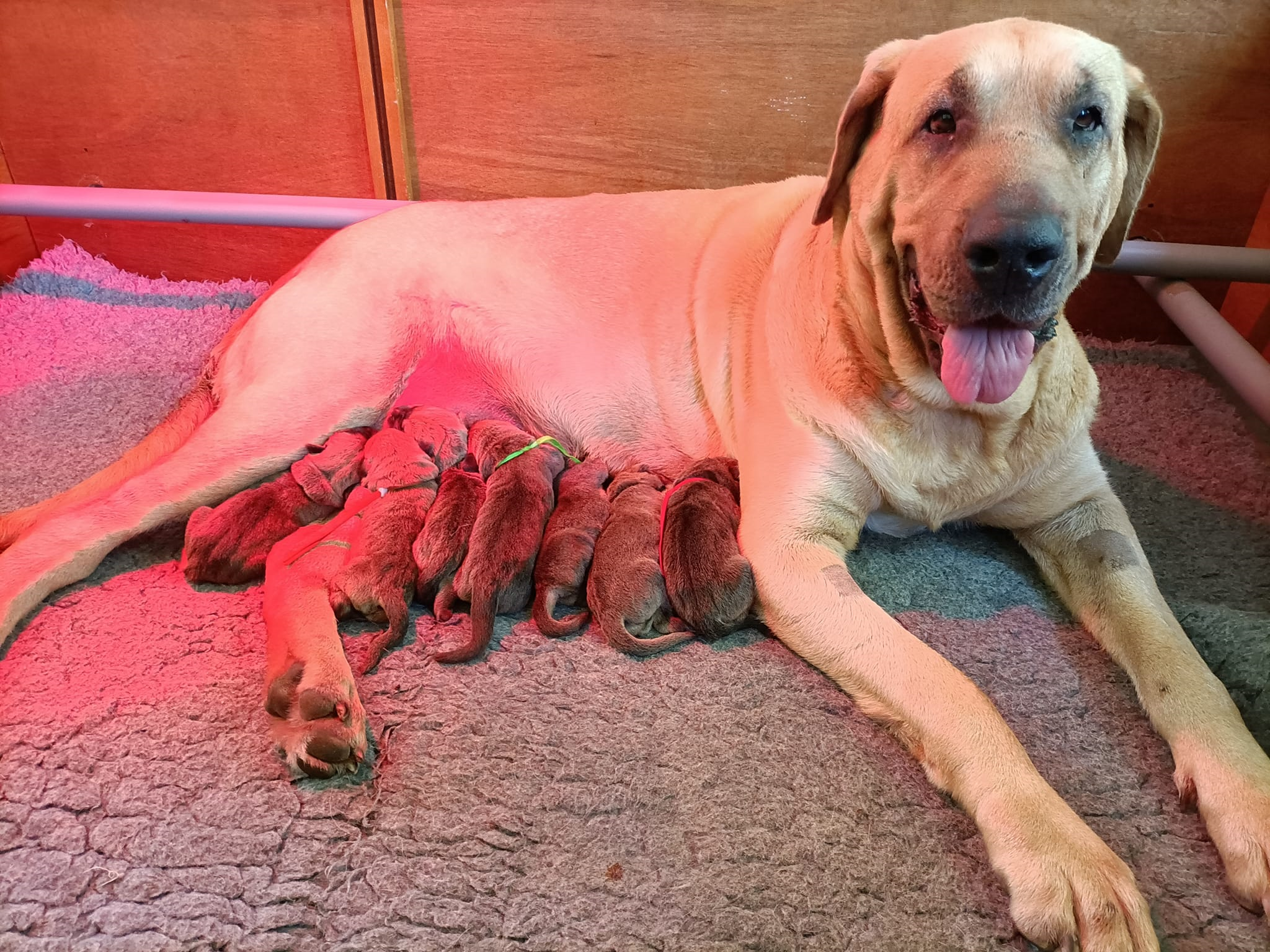 Pups