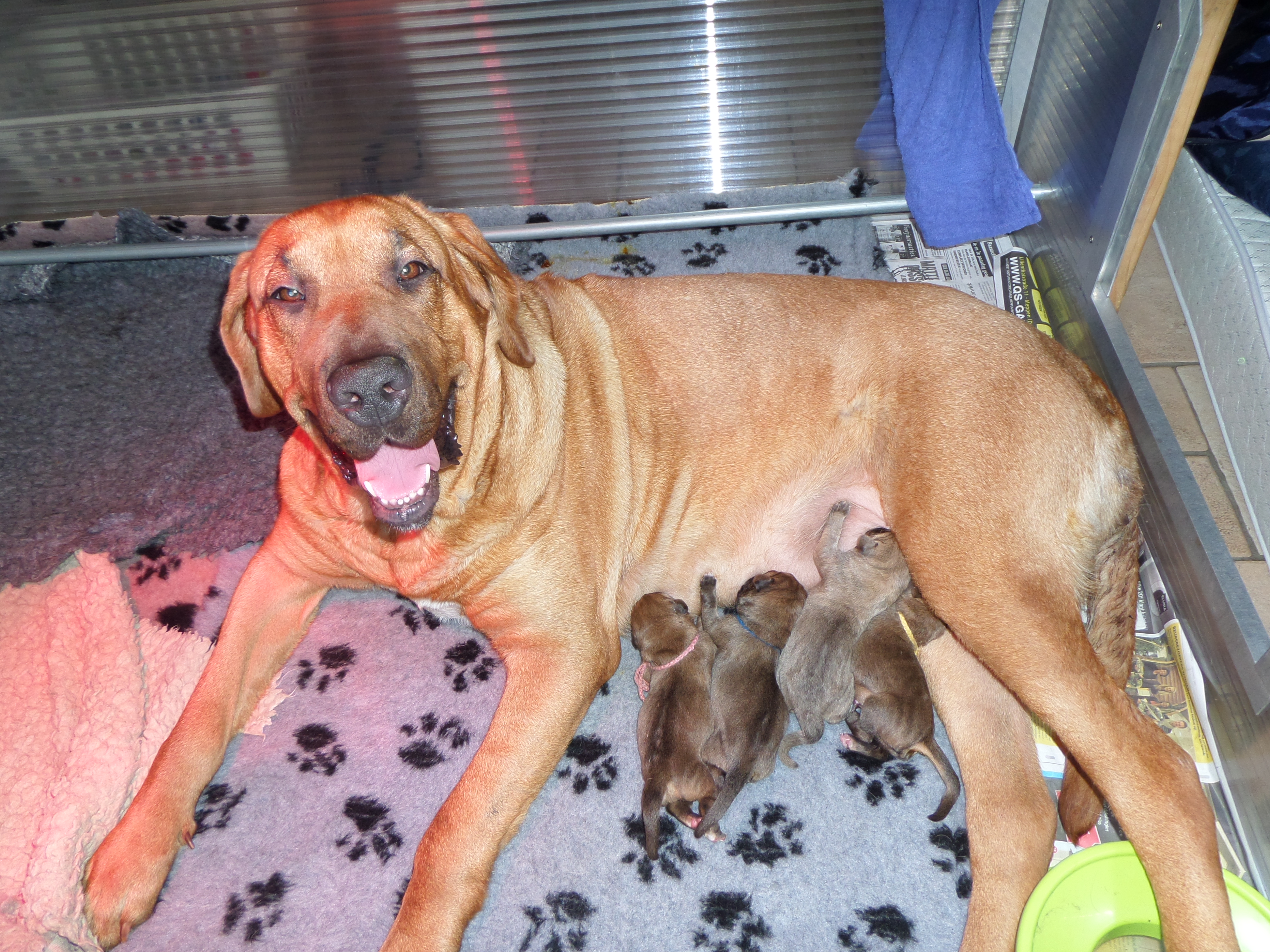 Pups Saga